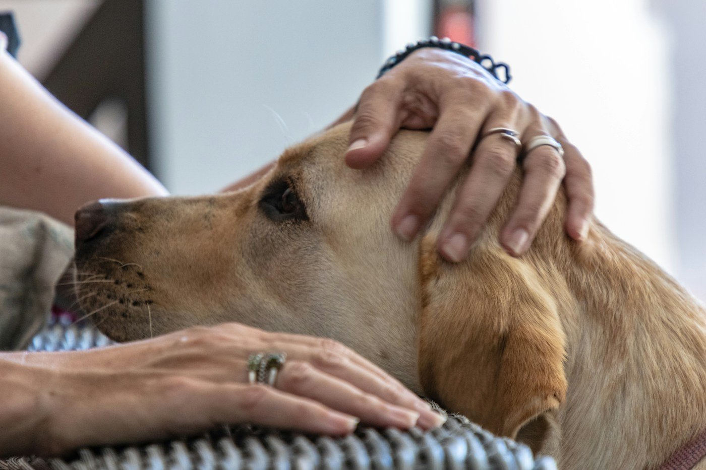 Familia acompañando con amor a su perro