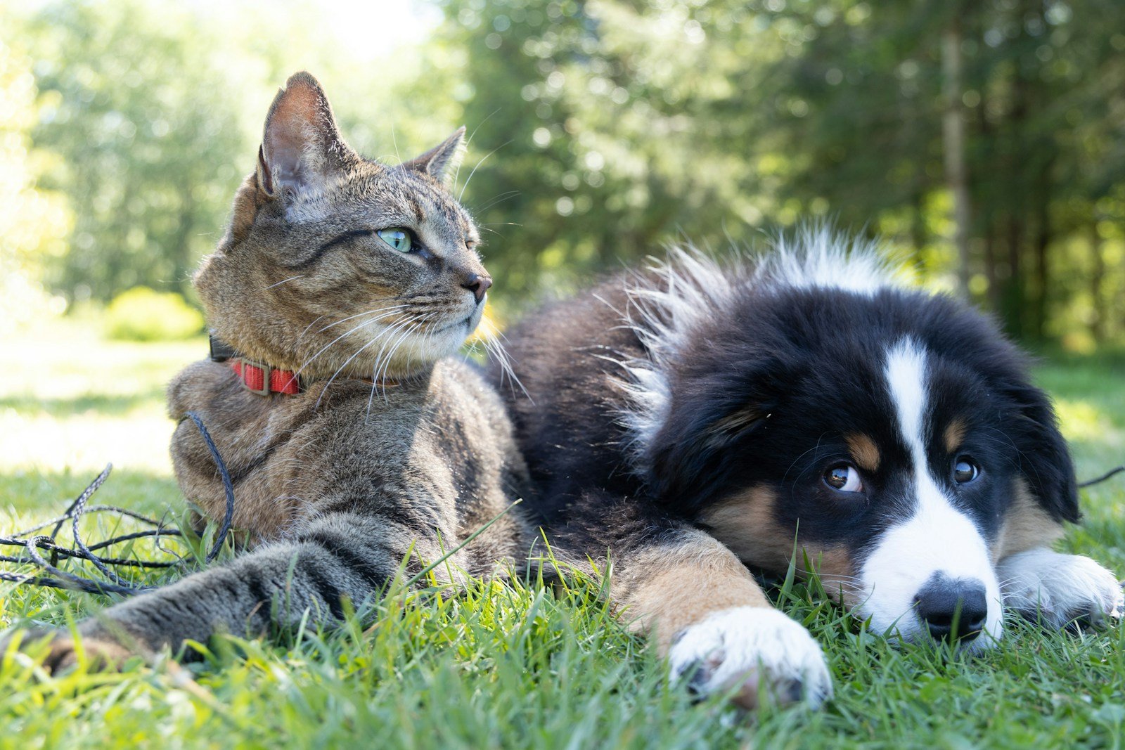 Bienestar y compañía para perros y gatos